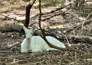 City of Farmington Hills Confirms Death of Rare Albino Deer