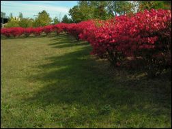 Red bushes on a berm