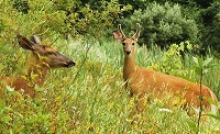 Two deer in field