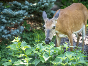 Deer Overpopulation: Working to Address a Regional Issue in Farmington Hills