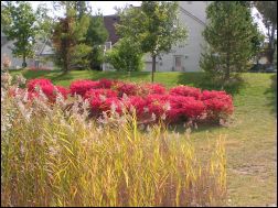 Red bushes on green grass