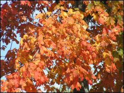 Fall Leaves on a Tree